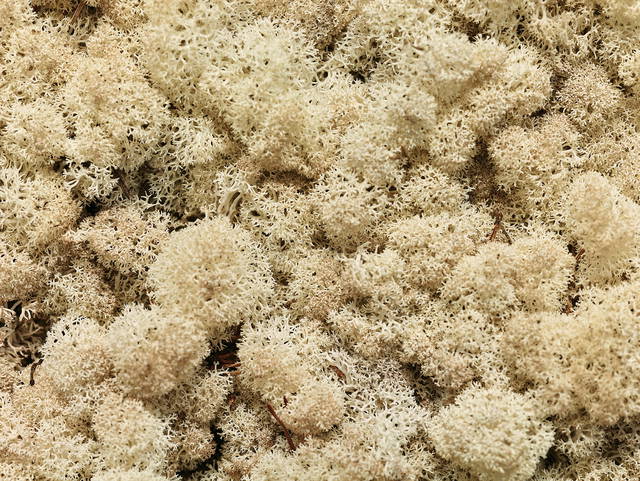 Moss wall, 1994 - Leeum, Samsung Museum of Art, Seoul – 2016 - Photo: Hyunsoo Kim