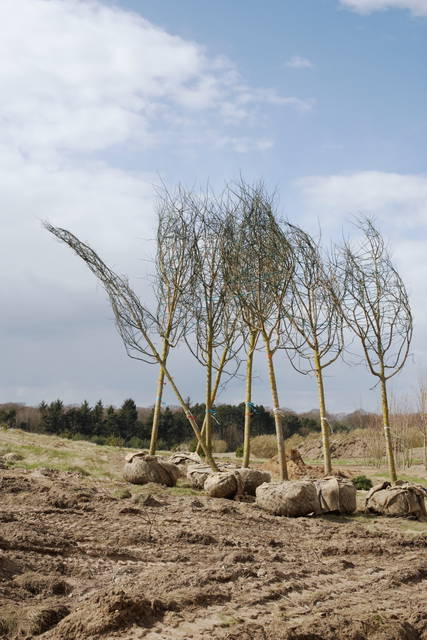 Your glacial expectations, 2012 - Kvadrat, Ebeltoft, Denmark – 2012 - Photo: Annabel Elston / Kvadrat