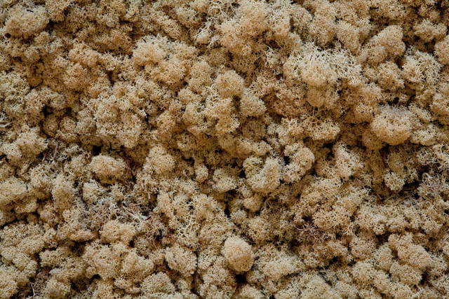 Moss wall - San Francisco Museum of Modern Art – 2007 - Photo: Ian Reeves / Courtesy of San Francisco Museum of Modern Art
