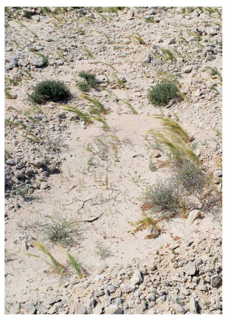 Don't step on the plants