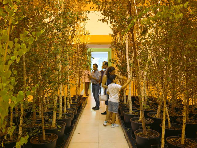 Yellow forest, 2017 - The Serralves Museum of Contemporary Art, Porto – 2019 - Photo: Filipe Braga