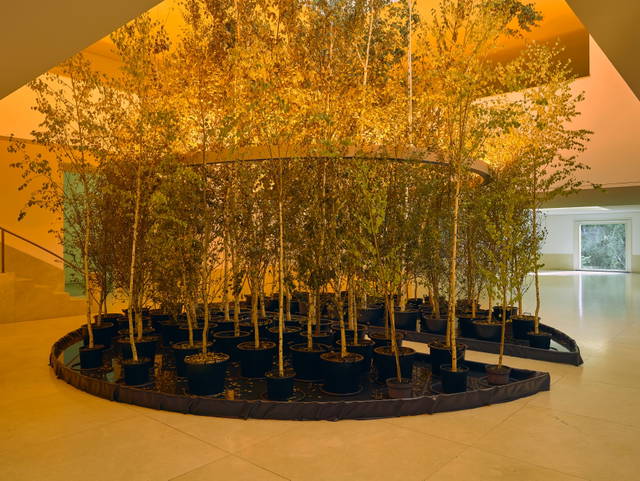 Yellow forest, 2017 - The Serralves Museum of Contemporary Art, Porto – 2019 - Photo: Filipe Braga