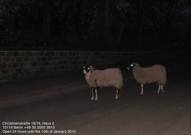 Grey Sheep with Euan Williams: Turning Shadow into Transient Sight