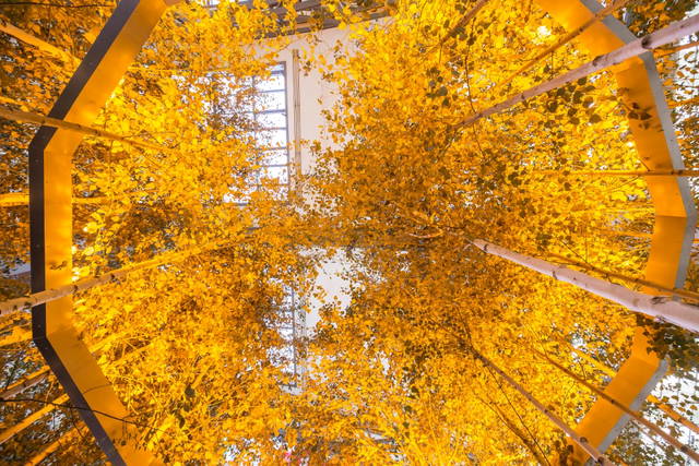Yellow forest, 2017 - Hamburger Bahnhof Museum, Berlin – 2017 - Photo: David von Becker