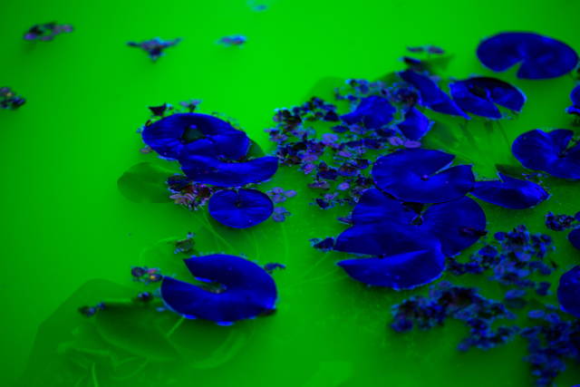 Detail of Life, 2021 - Fondation Beyeler, Riehen / Basel, Switzerland – 2021 - Photo: Pati Grabowicz