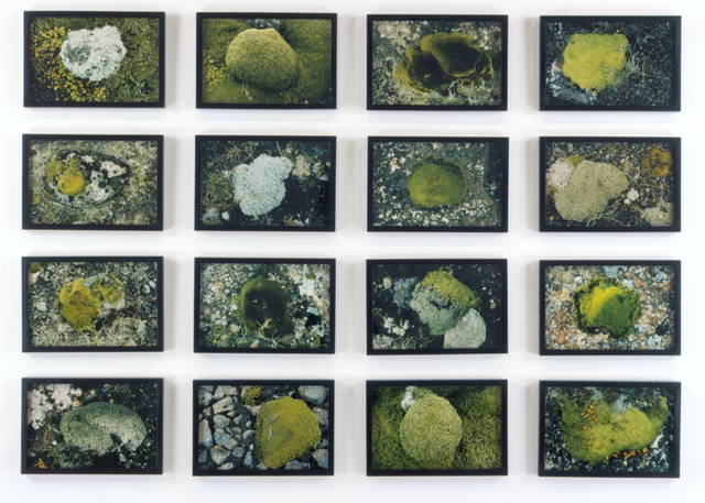 The small moss series