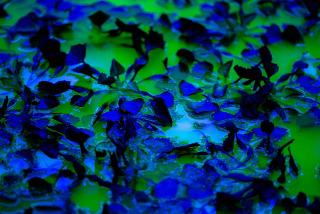 Life, 2021, detail - Fondation Beyeler, Riehen / Basel, Switzerland – 2021 - Photo: Pati Grabowicz