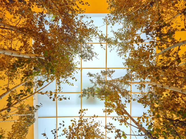 Yellow forest, 2017 - The Serralves Museum of Contemporary Art, Porto – 2019 - Photo: Filipe Braga