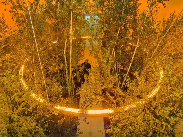 Yellow forest, 2017 - The Serralves Museum of Contemporary Art, Porto – 2019 - Photo: Filipe Braga