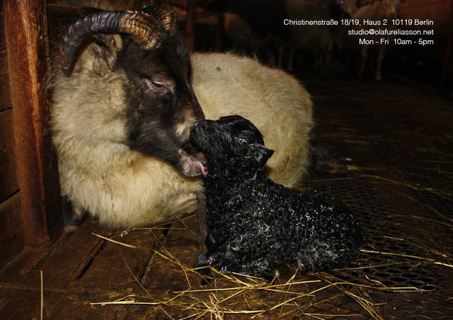 Grey Sheep with Mihret Kebede: Towards the Unknown