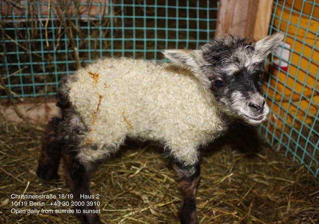Grey Sheep with Asako Iwama and Lauren Maurer: On Eating