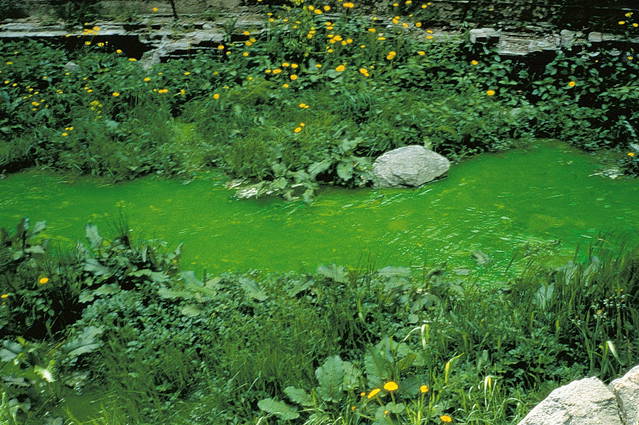 Green river, 1998 - Moss, Norway – 1998 - Photo: Olafur Eliasson