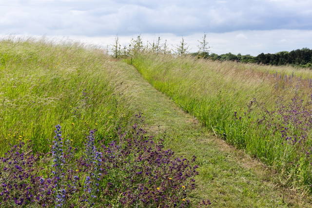Mown path in landscape. Your glacial expectations, 2012 (2012) - Kvadrat, Ebeltoft, Denmark – 2013 - Photo: Iwan Baan